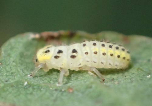 Vibidia duodecimguttata